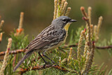 Image. Michiganwaldsänger
