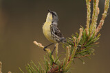 Image. Michiganwaldsänger