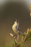 Image. Michiganwaldsänger