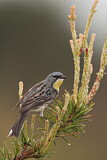 Image. Michiganwaldsänger