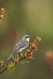 Image. Michiganwaldsänger