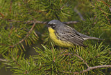 Image. Michiganwaldsänger