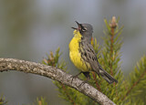 Image. Michiganwaldsänger