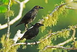 Image. Micronesian Starling