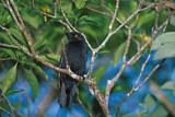Image. Micronesian Starling