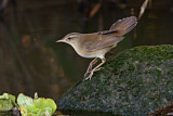Image. Middendorff's Grasshopper Warbler