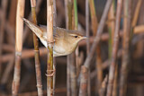 Image. Middendorff's Grasshopper Warbler