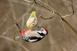 Image. Middle Spotted Woodpecker