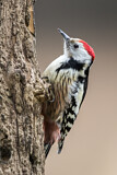Image. Middle Spotted Woodpecker