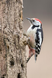 Image. Middle Spotted Woodpecker