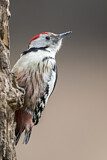 Image. Middle Spotted Woodpecker