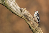Image. Middle Spotted Woodpecker