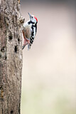 Image. Middle Spotted Woodpecker
