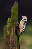 Image. Middle Spotted Woodpecker