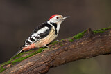 Image. Middle Spotted Woodpecker