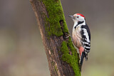 Image. Middle Spotted Woodpecker