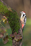 Image. Middle Spotted Woodpecker