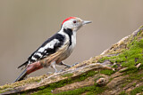 Image. Middle Spotted Woodpecker