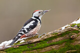 Image. Middle Spotted Woodpecker