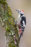 Image. Middle Spotted Woodpecker