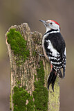 Image. Middle Spotted Woodpecker