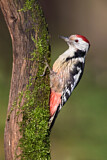 Image. Middle Spotted Woodpecker