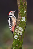 Image. Middle Spotted Woodpecker