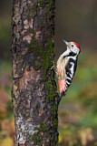 Image. Middle Spotted Woodpecker
