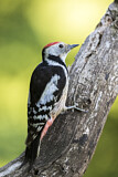 Image. Middle Spotted Woodpecker