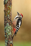Image. Middle Spotted Woodpecker