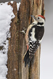 Image. Middle Spotted Woodpecker