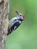 Image. Middle Spotted Woodpecker