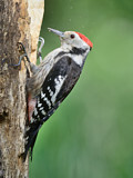 Image. Middle Spotted Woodpecker