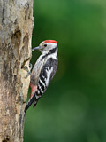 Image. Middle Spotted Woodpecker