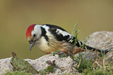 Image. Middle Spotted Woodpecker