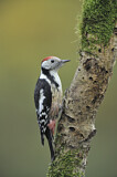 Image. Middle Spotted Woodpecker