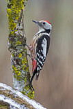 Image. Middle Spotted Woodpecker