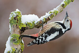 Image. Middle Spotted Woodpecker