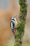 Image. Middle Spotted Woodpecker