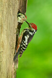 Image. Middle Spotted Woodpecker