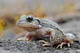 Image. Midwife Toad