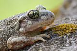 Image. Midwife Toad