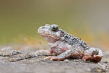 Image. Midwife Toad
