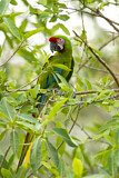 Image. Military Macaw
