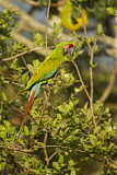 Image. Military Macaw