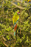 Image. Military Macaw