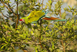Image. Military Macaw