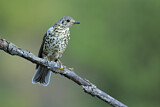 Image. Mistle Thrush