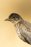 Image. Mistle Thrush
