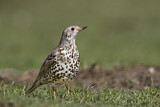 Image. Mistle Thrush